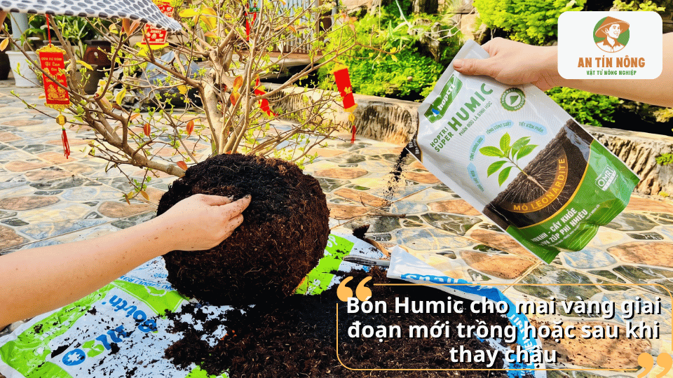 Bón Humic cho mai vàng giai đoạn mới trồng hoặc sau khi thay chậu giúp cây phục hồi và phát triển rễ tốt hơn.