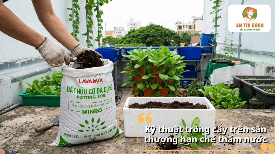 Người làm vườn sử dụng đất hữu cơ Lavamix để trồng rau trong thùng xốp trên sân thượng.