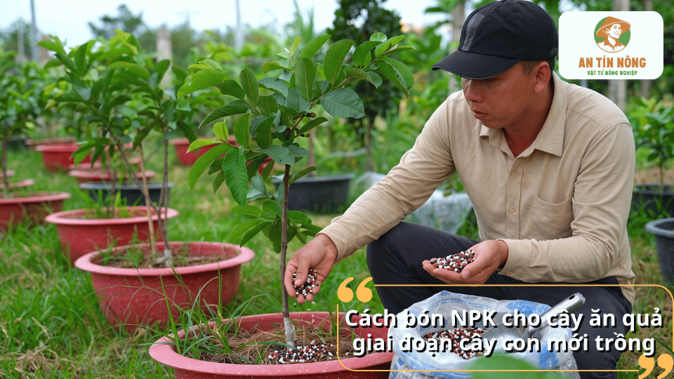 Cách bón NPK cho cây ăn quả giai đoạn cây con mới trồng với phân NPK rải quanh gốc