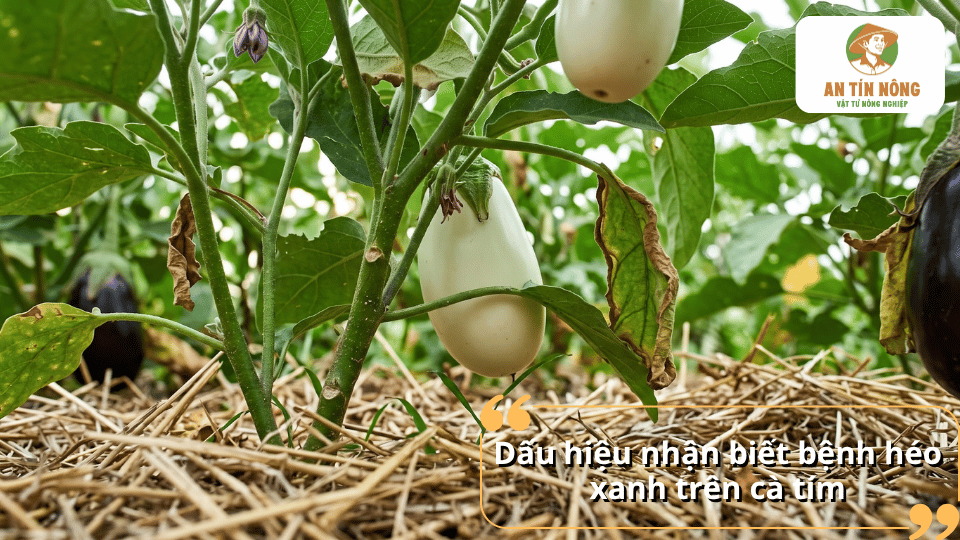 Dấu hiệu nhận biết bệnh héo xanh trên cà tím qua lá và thân cây.