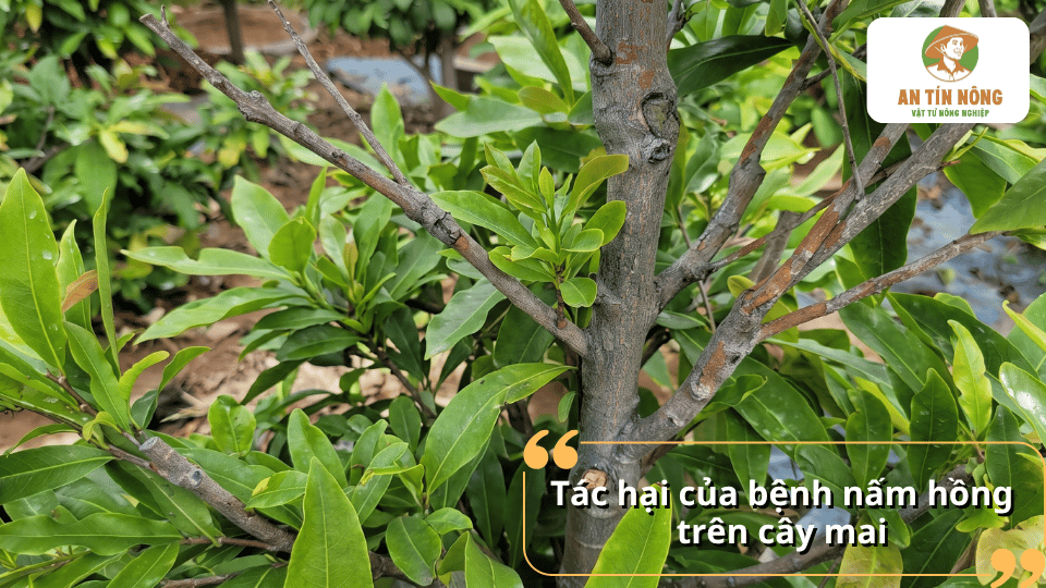 Cây mai xanh tốt nhưng cành có dấu hiệu tổn thương do nấm hồng.