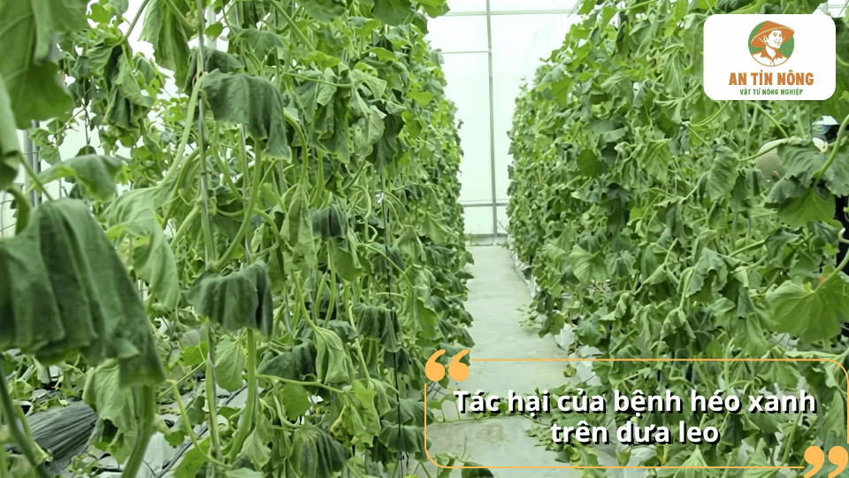 Tác hại của bệnh héo xanh làm cây dưa leo héo rũ.