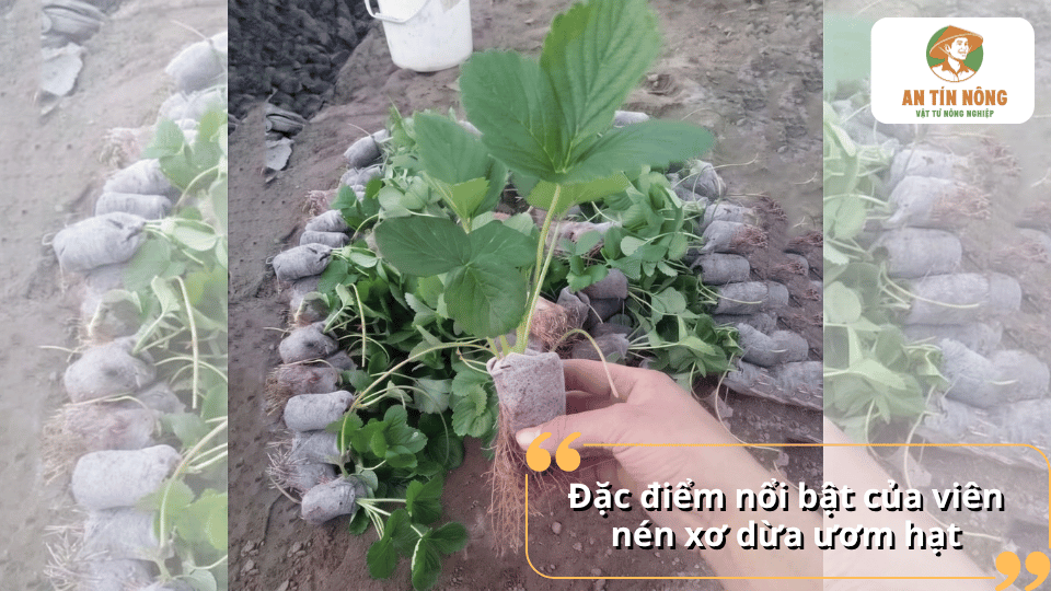 Đặc điểm nổi bật của viên nén xơ dừa giúp cây con phát triển bộ rễ khỏe mạnh.