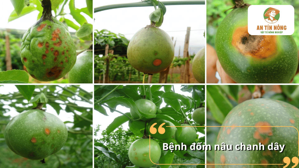 Bệnh đốm nâu chanh dây khiến trên vỏ quả xuất hiện nhiều đốm nâu và vết bệnh