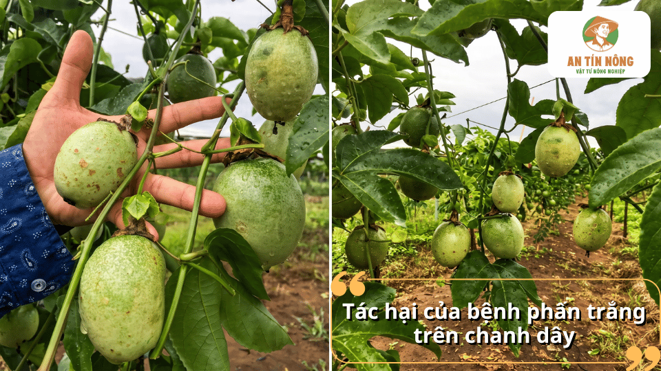Quả chanh dây bị ảnh hưởng bởi bệnh phấn trắng với nhiều dấu hiệu bất thường trên bề mặt.