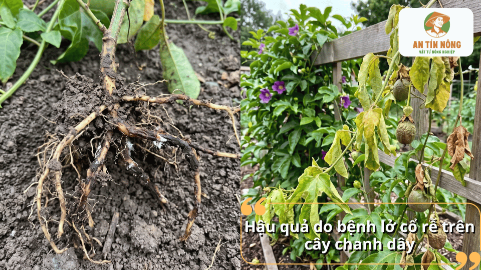 Rễ cây chanh dây bị thối và tổn thương do bệnh lở cổ rễ gây ra.