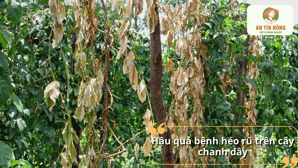 Cây chanh dây bị héo rũ với nhiều lá khô vàng, cành suy yếu và ảnh hưởng trực tiếp đến khả năng sinh trưởng.