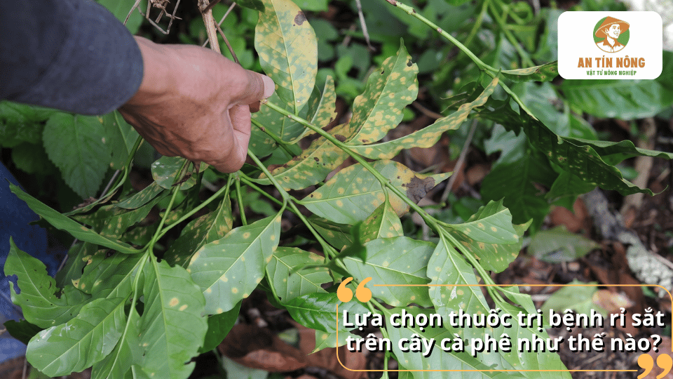 Cách lựa chọn thuốc trị bệnh rỉ sắt trên cây cà phê phù hợp và hiệu quả.