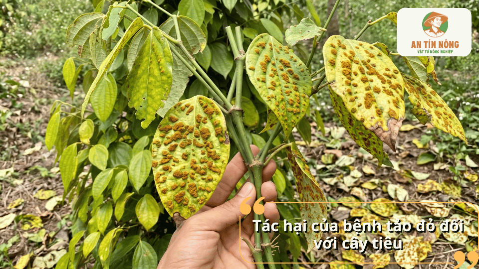 Tác hại của bệnh tảo đỏ làm vàng lá, suy yếu và giảm năng suất cây tiêu.
