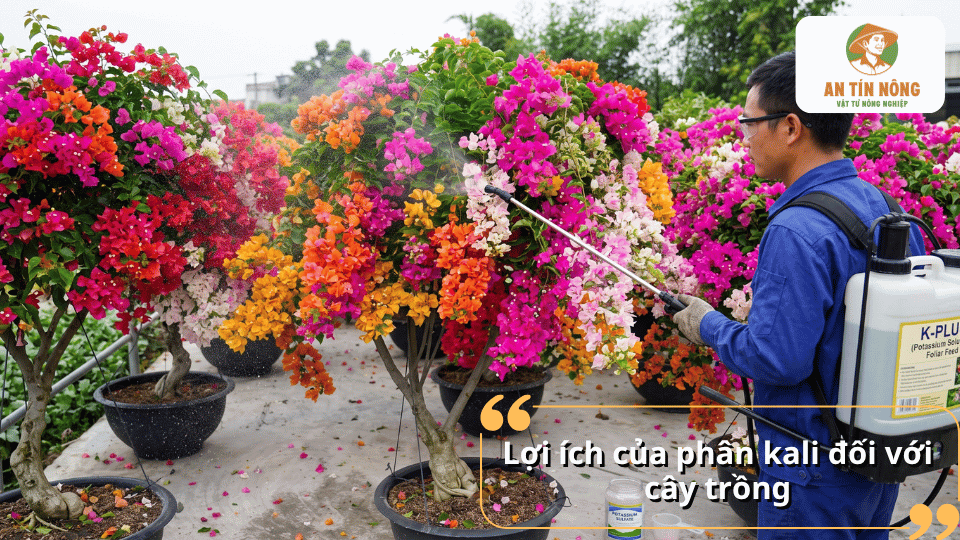 Lợi ích của phân kali giúp cây hoa giấy khỏe mạnh, hoa lâu tàn và màu sắc rực rỡ.