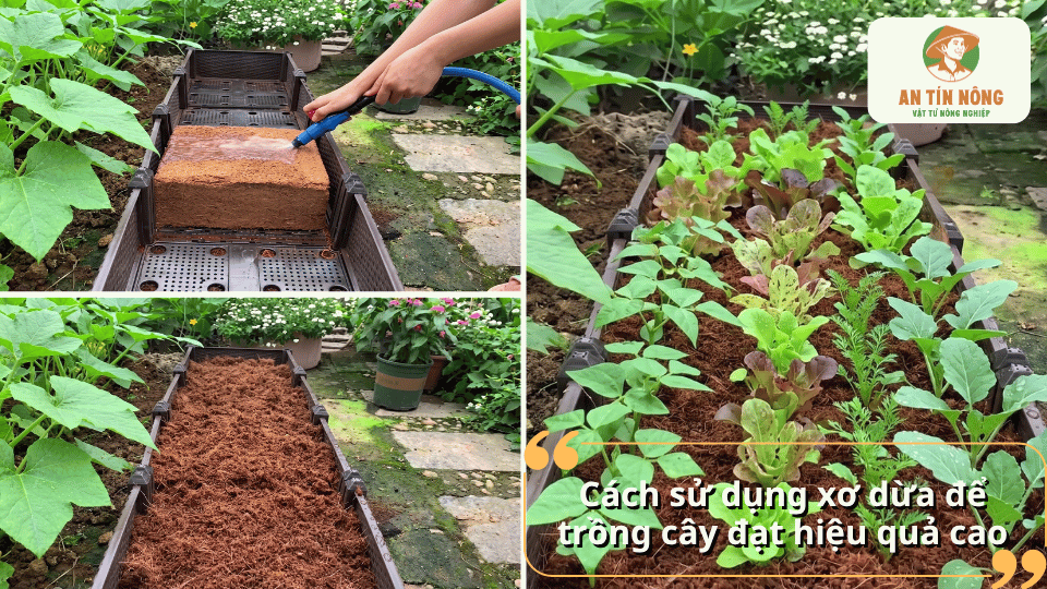 Cách sử dụng xơ dừa để trồng cây đạt hiệu quả cao bằng cách ngâm nở và sử dụng làm giá thể cho rau, cây cảnh.
