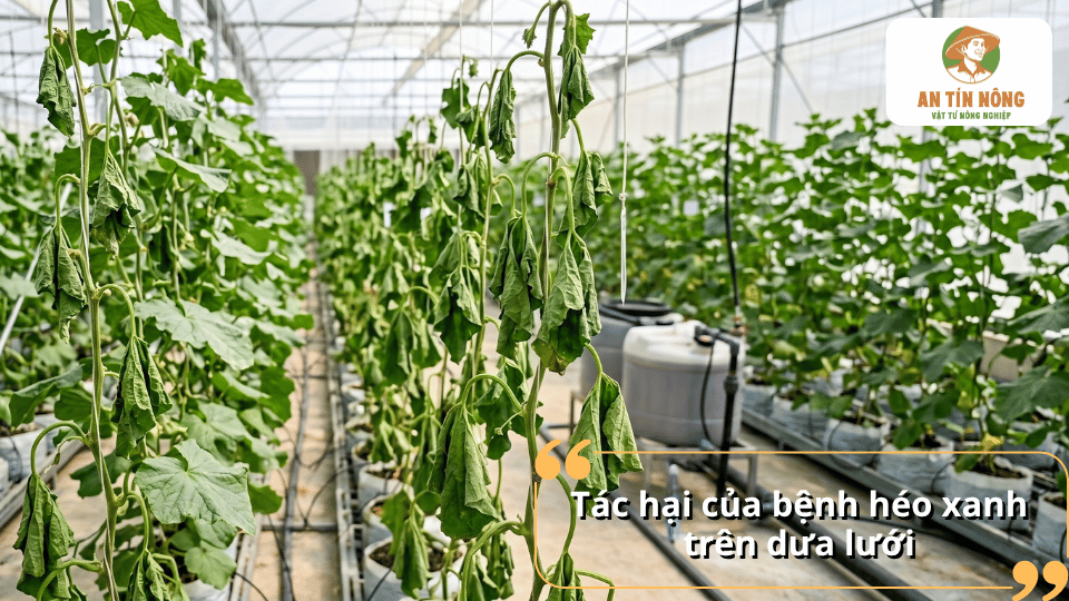 Bệnh héo xanh gây héo rũ và làm cây dưa lưới suy kiệt, ảnh hưởng đến sinh trưởng và năng suất.