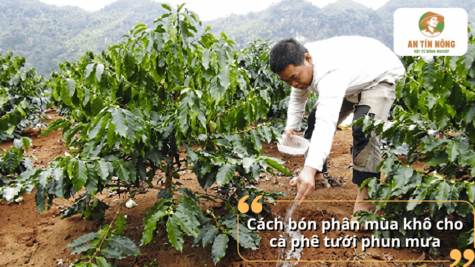 Cách bón phân mùa khô cho cây cà phê trước khi tưới phun mưa đạt hiệu quả cao.
