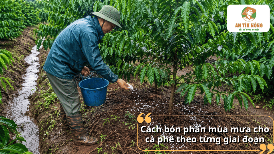 Hướng dẫn bón phân mùa mưa cho cây cà phê theo từng giai đoạn sinh trưởng giúp cây phát triển
