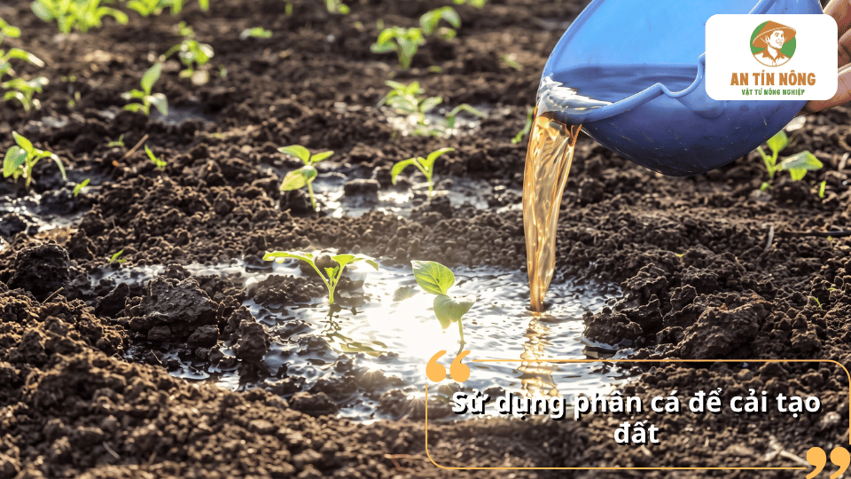 Sử dụng phân cá để cải tạo đất, bổ sung dinh dưỡng hữu cơ và hỗ trợ cây trồng sinh trưởng khỏe mạnh.