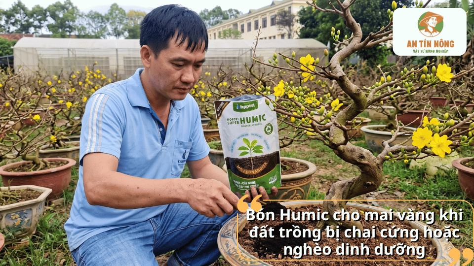 Bón Humic cho mai vàng khi đất trồng bị chai cứng hoặc nghèo dinh dưỡng giúp cải thiện đất và hỗ trợ bộ rễ.