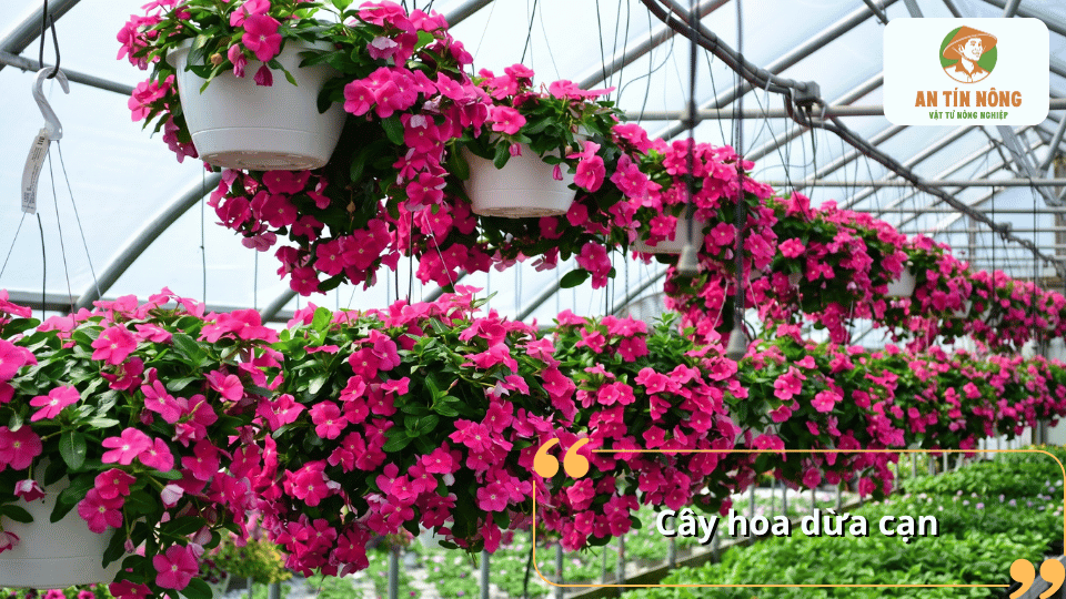 Cây hoa dừa cạn nở hoa màu hồng dày đặc, thích hợp trồng chậu và khu vực nhiều nắng.