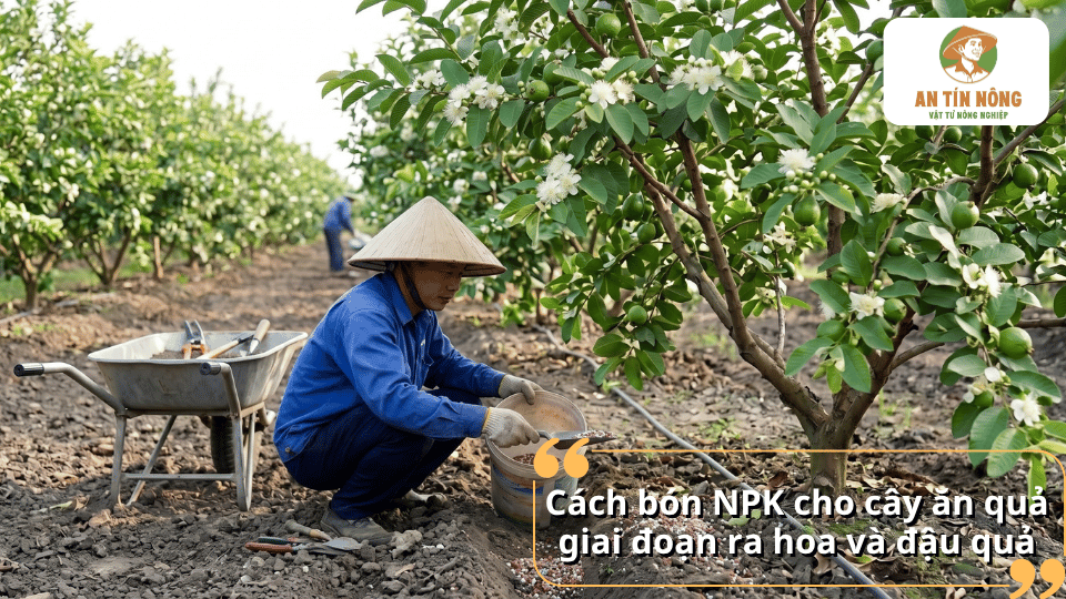 Cách bón NPK cho cây ăn quả giai đoạn ra hoa và đậu quả tại vườn
