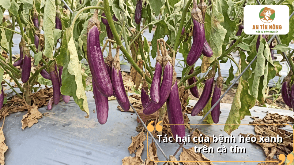 Cây cà tím bị bệnh héo xanh gây ảnh hưởng đến sinh trưởng và năng suất.