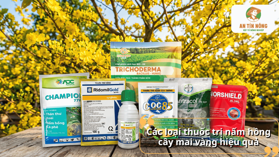 Các loại thuốc trị nấm hồng cây mai được sử dụng để phòng bệnh.