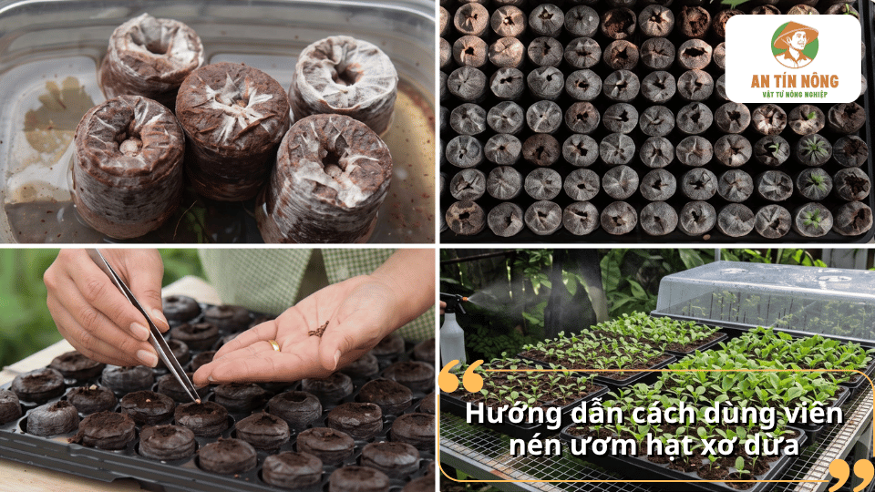Hướng dẫn sử dụng viên nén ươm hạt xơ dừa đúng cách từ gieo hạt đến chăm sóc cây con.