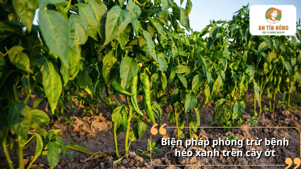 Nông dân pha thuốc bảo vệ thực vật và phun lên ruộng ớt nhằm hạn chế vi khuẩn gây bệnh héo xanh.