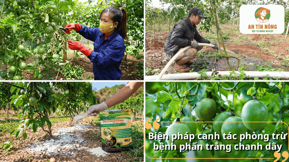 Biện pháp canh tác phòng trừ bệnh phấn trắng trên chanh dây trong vườn trồng.