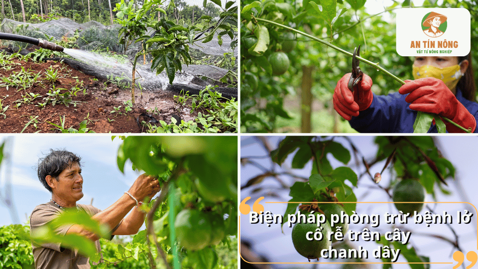 Biện pháp phòng trừ bệnh lở cổ rễ trên cây chanh dây trong vườn.
