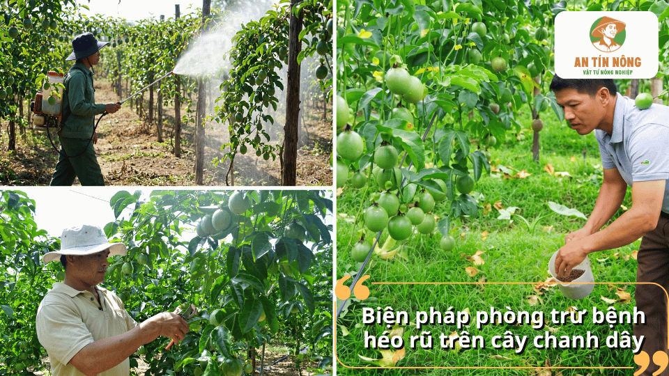 Phun thuốc và chăm sóc vườn chanh dây nhằm phòng ngừa, kiểm soát bệnh héo rũ trên cây.