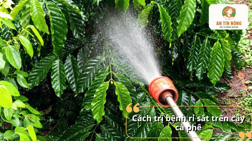 Hướng dẫn phun thuốc trị bệnh rỉ sắt trên cây cà phê đúng kỹ thuật.
