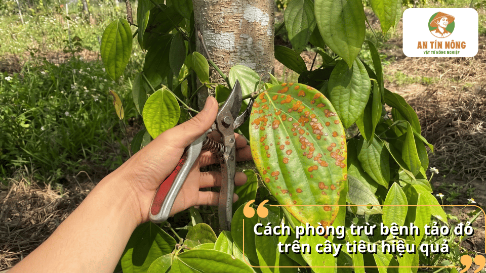 Cách phòng trừ bệnh tảo đỏ trên cây tiêu bằng biện pháp canh tác và cắt tỉa.