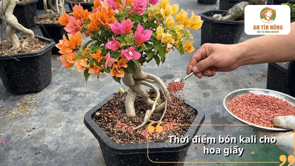 Thời điểm bón kali cho hoa giấy giúp kích thích ra hoa đồng loạt và bền màu.