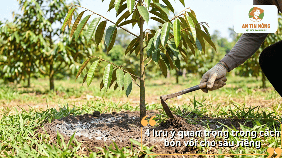4 lưu ý quan trọng trong cách bón vôi cho sầu riêng để sử dụng