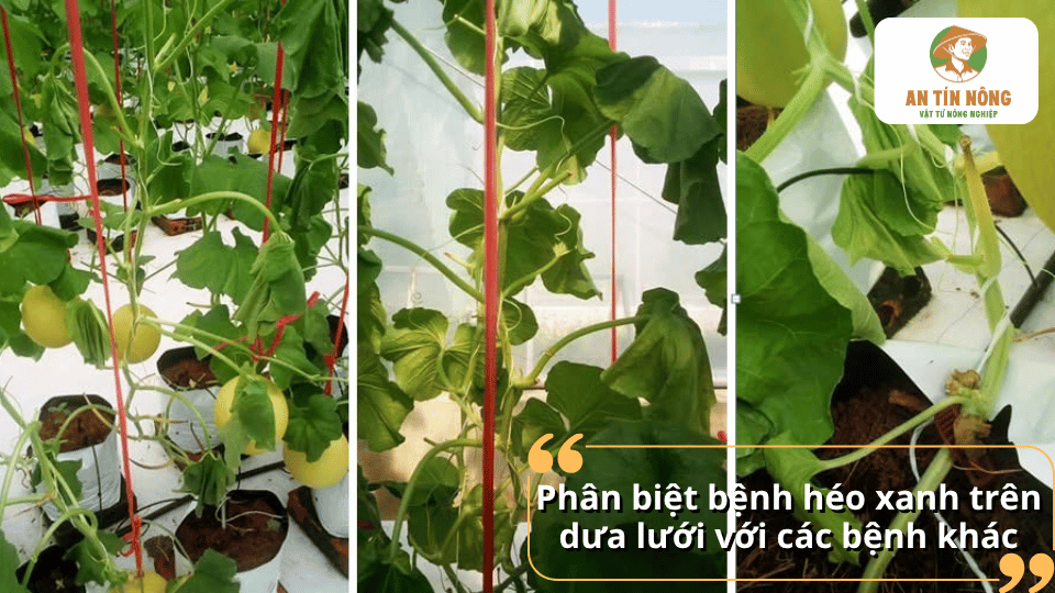 Phân biệt bệnh héo xanh trên dưa lưới qua biểu hiện héo rũ và dấu hiệu bất thường trên thân cây.