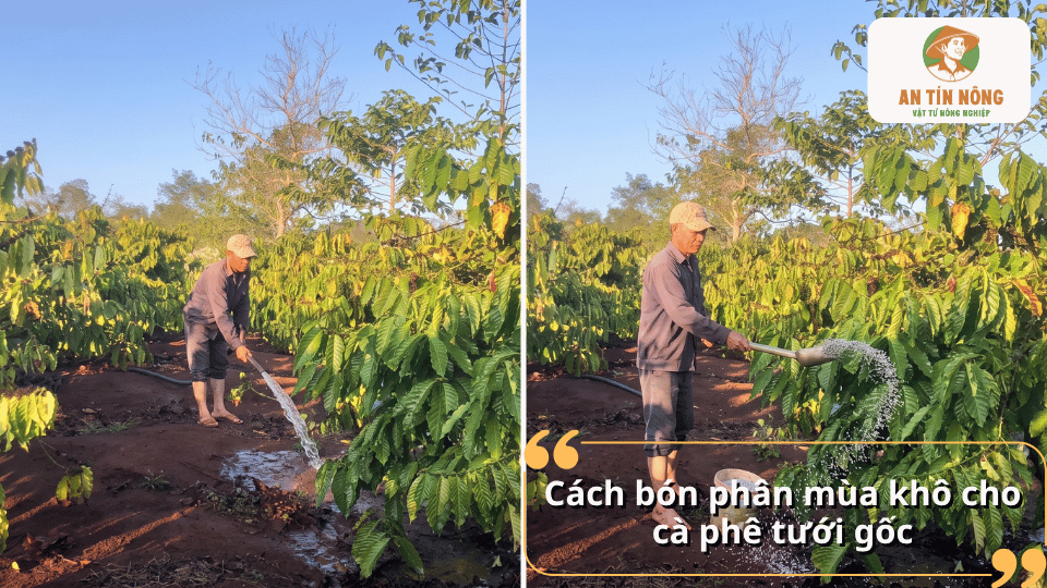 Hướng dẫn bón phân mùa khô cho cây cà phê kết hợp tưới gốc đúng kỹ thuật.