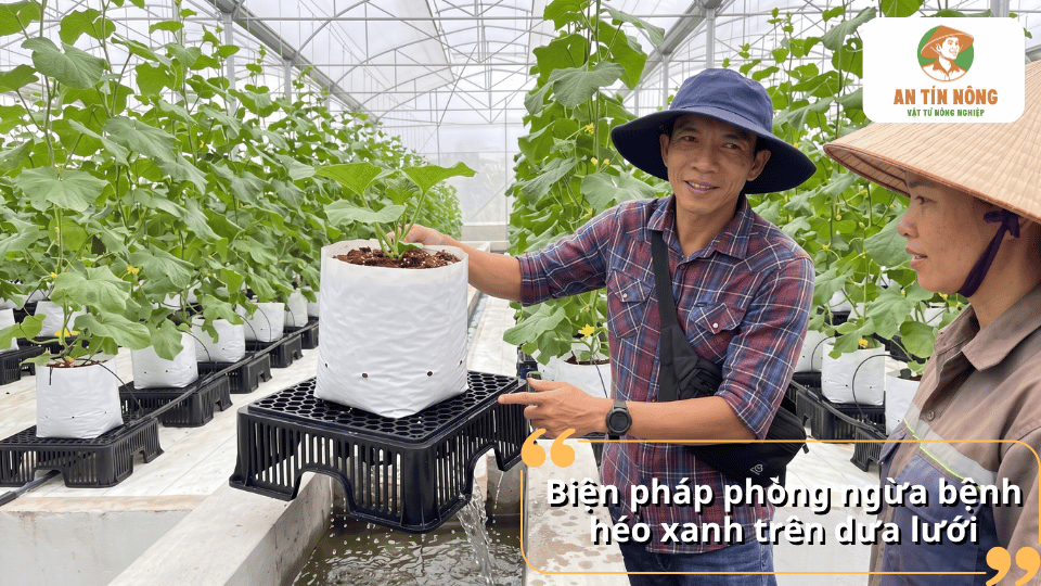 Biện pháp phòng ngừa bệnh héo xanh trên dưa lưới trong nhà màng giúp hạn chế nguồn bệnh và cây suy yếu.