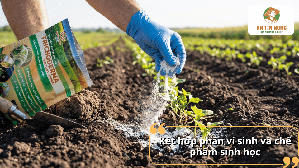 Kết hợp phân vi sinh và chế phẩm sinh học giúp cải tạo đất, tăng hoạt động của vi sinh vật có lợi.
