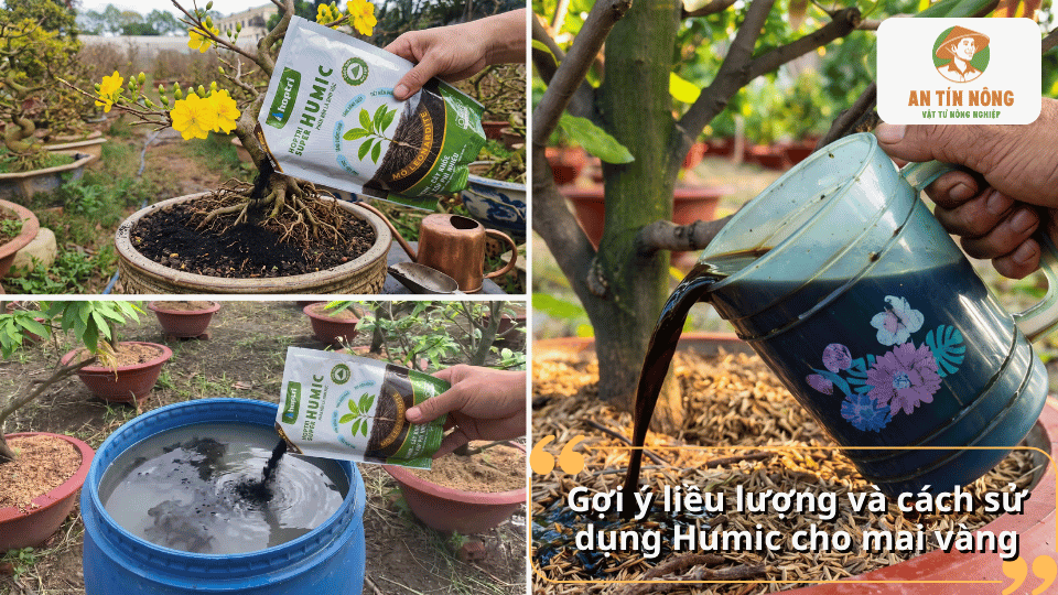 Gợi ý liều lượng và cách sử dụng Humic cho mai vàng bằng cách pha tưới hoặc bón trực tiếp quanh gốc.