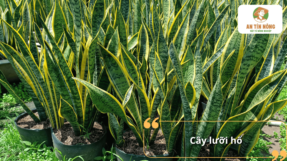 Cây lưỡi hổ với lá xanh viền vàng, có khả năng chịu nắng và thích hợp trồng chậu.