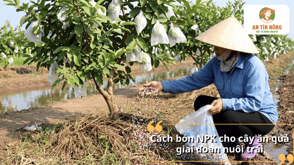 Cách bón NPK cho cây ăn quả giai đoạn nuôi trái với phân NPK rải quanh gốc cây