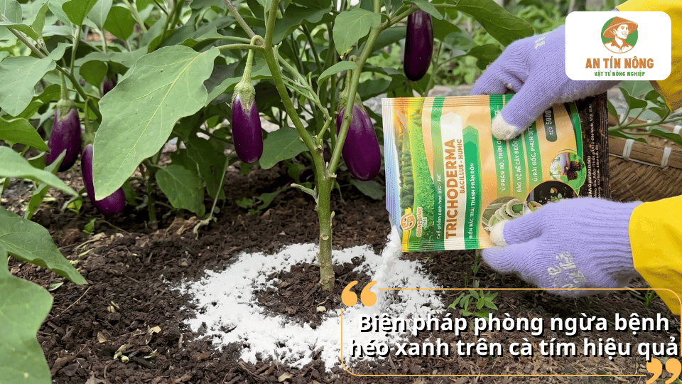 Rải chế phẩm quanh gốc cà tím để phòng ngừa bệnh héo xanh hiệu quả.