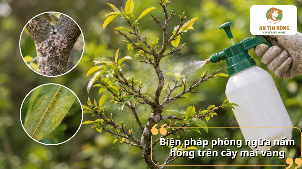 Phun thuốc phòng ngừa nấm hồng trên cây mai vàng bằng bình phun.