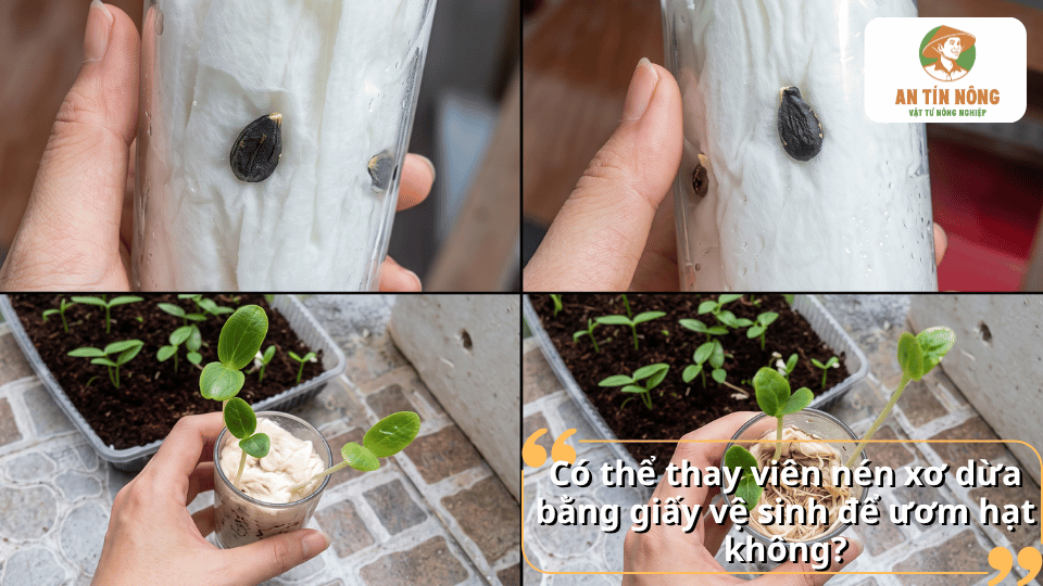 Có nên thay viên nén xơ dừa bằng giấy vệ sinh để ươm hạt hay không?