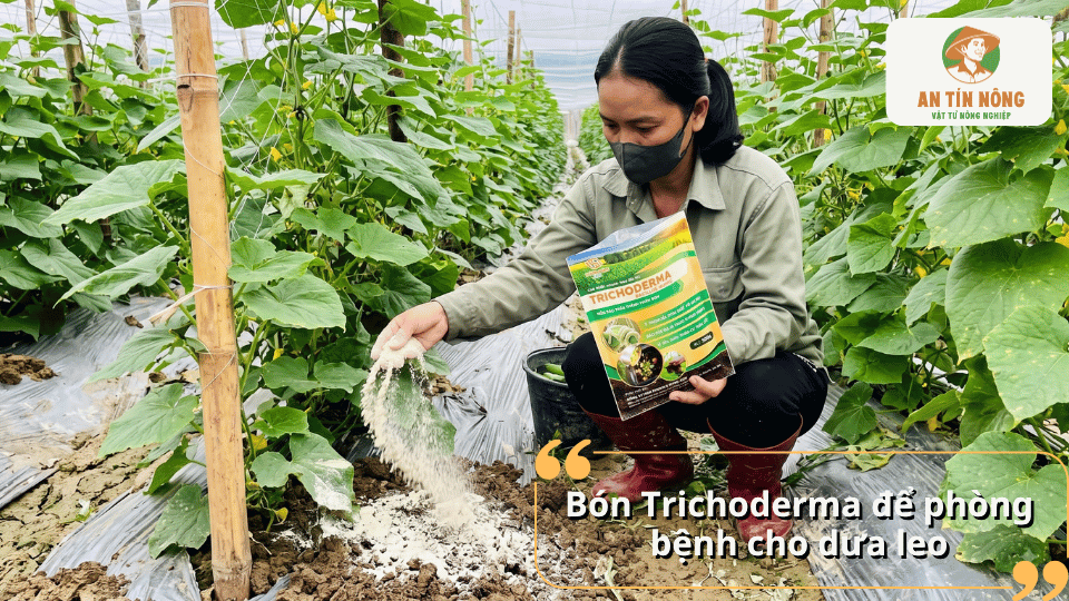 Bón Trichoderma để phòng bệnh cho cây dưa leo.