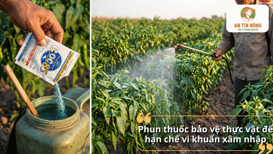 Bón chế phẩm Trichoderma quanh gốc cây ớt nhằm hỗ trợ phòng ngừa bệnh héo xanh trong đất.