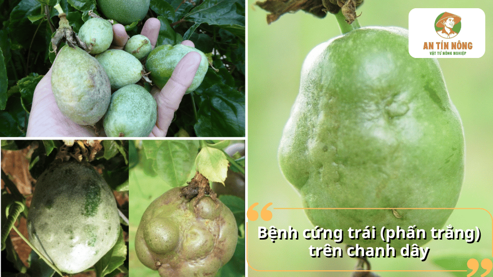Bệnh cứng trái trên chanh dây khiến quả biến dạng, xuất hiện các mảng trắng và phát triển bất thường