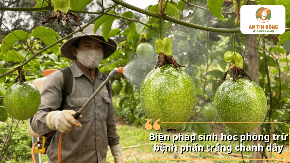 Phun thuốc sinh học để phòng trừ bệnh phấn trắng trên cây chanh dây.