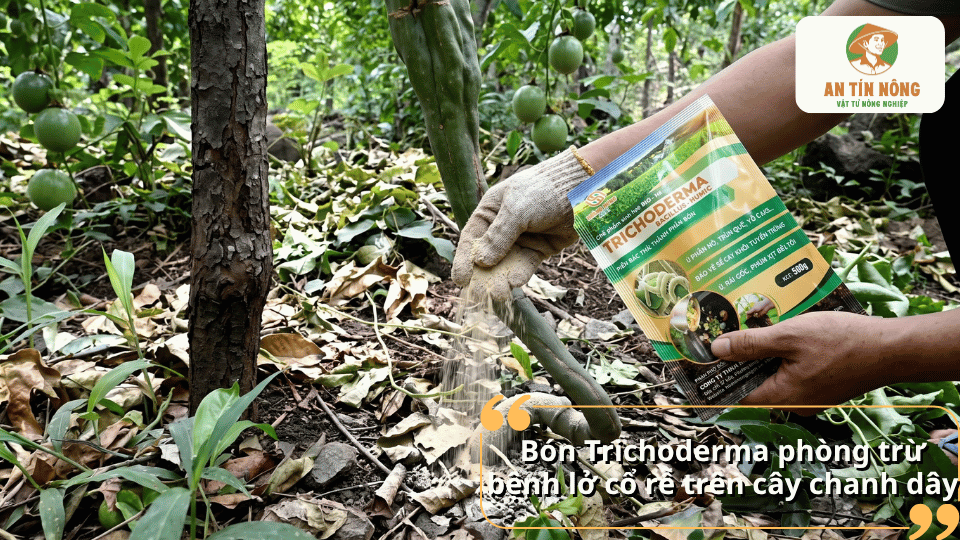 Bón Trichoderma phòng trừ bệnh lở cổ rễ trên cây chanh dây.