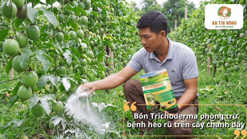 Sử dụng chế phẩm Trichoderma để bón và phòng trừ bệnh héo rũ trên cây chanh dây.