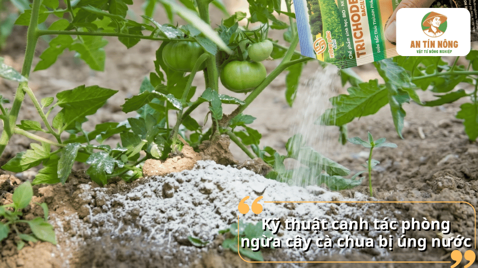 Bón chế phẩm hỗ trợ phòng ngừa úng nước cho cây cà chua trên luống đất